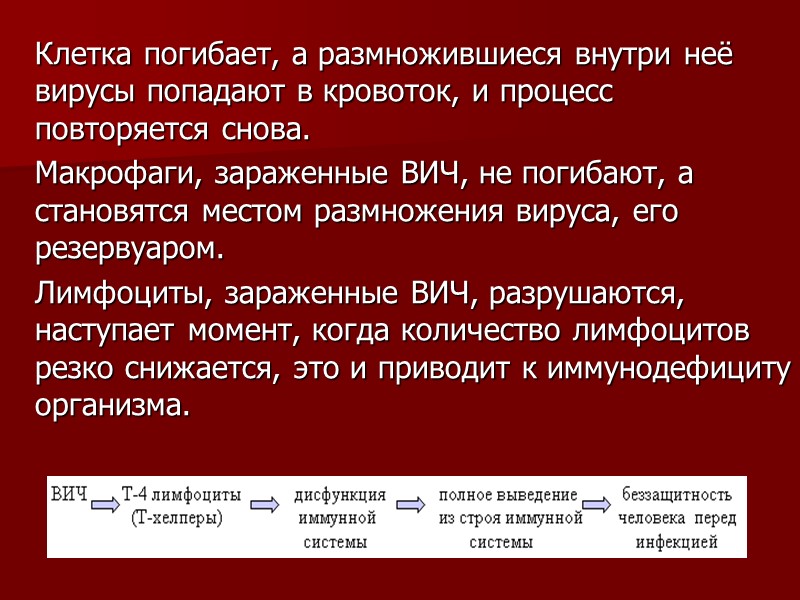 Клетка погибает, а размножившиеся внутри неё вирусы попадают в кровоток, и процесс повторяется снова.